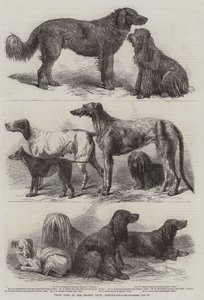 Prijs Honden op de Recente Show, Birmingham